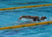 Спортсмены ГБУ «СОЦСП-ШВСМ» выступят на Всероссийских соревнованиях среди юношей и девушек по плаванию.